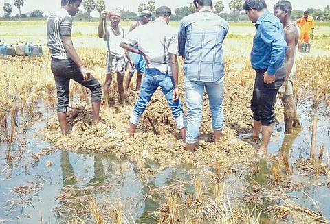 ஓ.என்.ஜி.சி. குழாயில் உடைப்பு அறுவடை வயலில் கச்சா எண்ணெய் தேங்கியதால் பரபரப்பு