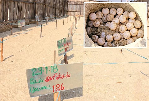 தனுஷ்கோடி கடற்கரையில் ஒரே நாளில் 1,304 ஆமை முட்டைகள் சேகரிப்பு