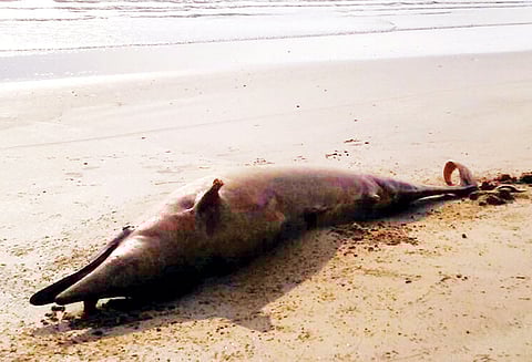 வேதாரண்யம் அருகே இறந்தநிலையில் கரை ஒதுங்கிய டால்பின்