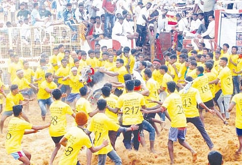 ஜல்லிக்கட்டு: சீறிப்பாய்ந்த காளைகள் முட்டியதில் 45 பேர் காயம்