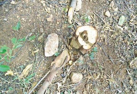 காங்கேயம் அருகே சந்தன மரம் வெட்டி கடத்தல்