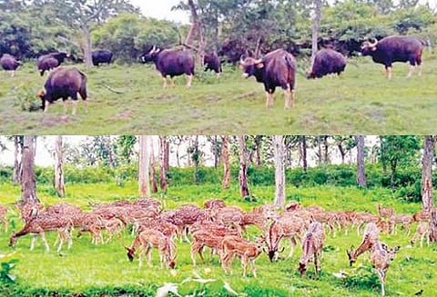 வனவிலங்குகளை தொந்தரவு செய்தால் கடும் நடவடிக்கை வனத்துறையினர் எச்சரிக்கை