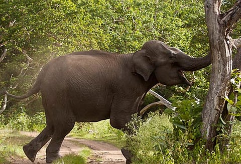 கந்துவள்ளி கிராமத்தில் விளைநிலங்களில் புகுந்து 4 காட்டுயானைகள் அட்டகாசம்