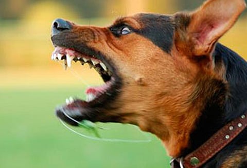 வெறிநாய்கள் கடித்து குதறியதில் 8 வயது சிறுவன் பலி