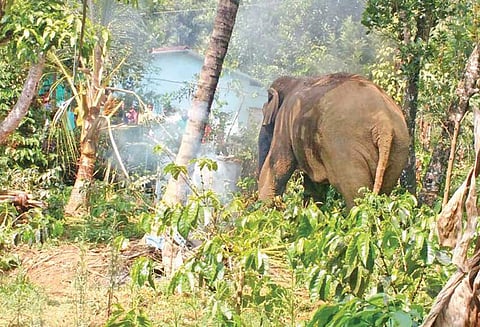 தோட்டத்துக்குள் புகுந்து பயிர்களை சேதப்படுத்தும் யானைகள் நடவடிக்கை எடுக்க விவசாயிகள் கோரிக்கை
