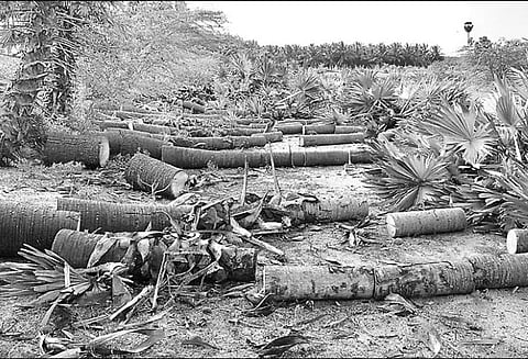 அரசுக்கு சொந்தமான பனைமரங்களை மர்ம நபர்கள் வெட்டி கடத்த முயற்சி