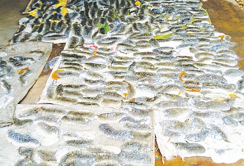 கோட்டைப்பட்டினத்தில் விற்பனைக்காக கடத்தப்பட இருந்த 420 கடல் அட்டைகள் பறிமுதல் வியாபாரி கைது