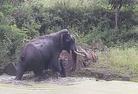 பர்கூர் மலைக்கிராமத்தில் ஒற்றை யானை மீண்டும் அட்டகாசம்