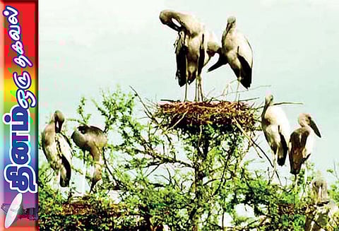 தினம் ஒரு தகவல் : பறவைகள் பாதுகாப்பு