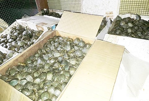 விமானத்தில் கடத்தி வரப்பட்ட ஆமை குஞ்சுகளில் வைரஸ் கிருமிகள்? இளையான்குடியை சேர்ந்தவருக்கு வலைவீச்சு