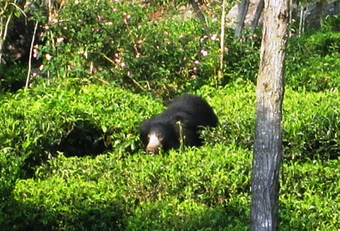 கரடிகள் நடமாட்டம் எதிரொலி: தண்டோரா மூலம் பொதுமக்களுக்கு எச்சரிக்கை