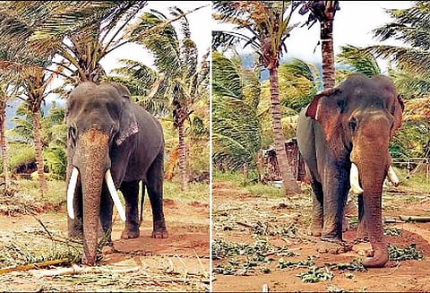 காட்டுயானையை விரட்ட தேவாரத்துக்கு வந்த மற்றொரு கும்கி யானை