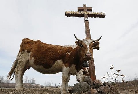எல்லைத் தாண்டி சென்றதாக பசுவுக்கு மரண தண்டனை விதிப்பு