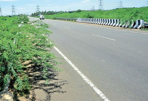 சாலை ஓரத்தில் வாகன ஓட்டிகளை அச்சுறுத்தும் சீமைக்கருவேல மரங்கள்