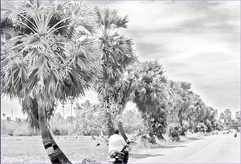 பனை மரங்களை பாதுகாக்க நடவடிக்கை எடுக்கப்படுமா?