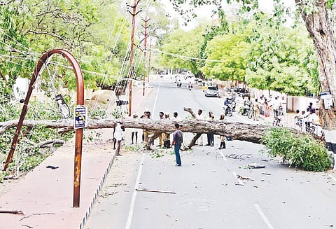 தஞ்சையில், பலத்த காற்று வீசியது மரக்கிளைகள் முறிந்து விழுந்தன;போக்குவரத்து பாதிப்பு