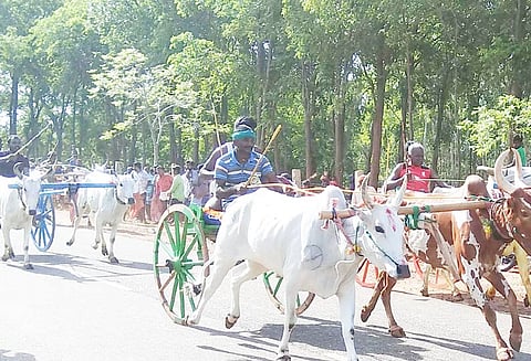 அரிமளத்தில் மாட்டுவண்டி பந்தயம் வெற்றி பெற்ற மாடுகளின் உரிமையாளர்களுக்கு பரிசு