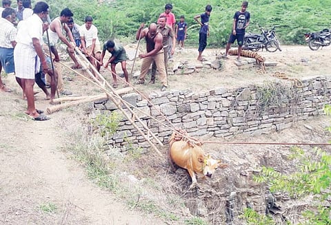 75 அடி ஆழமுள்ள கிணற்றுக்குள் தவறி விழுந்த பசுமாடு தீயணைப்பு வீரர்கள் மீட்டனர்