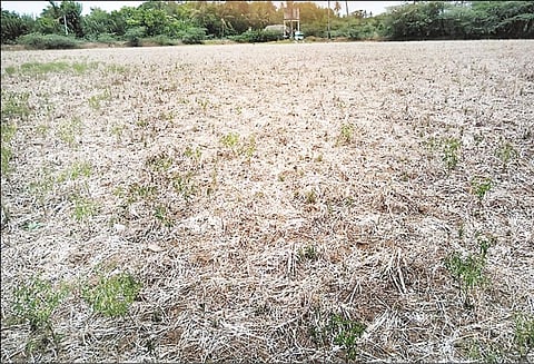 நாகை பகுதியில் குறுவை சாகுபடி நடைபெறுவது கேள்விக்குறி விவசாயிகள் தவிப்பு