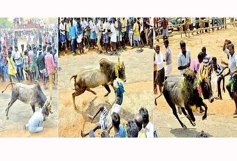 அரளிப்பாறை மஞ்சுவிரட்டு 500 காளைகள் சீறிப்பாய்ந்தன