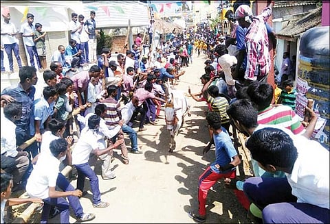 செதுவாலை கிராமத்தில் காளை விடும் விழாவில் மாடுகள் முட்டியதில் 11 பேர் காயம்