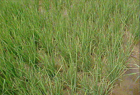 பயிர்களை தாக்கும் பூச்சிகளை அழிக்க சோலார் விளக்குப்பொறிக்கு மானியம், வேளாண் அதிகாரிகள் தகவல்