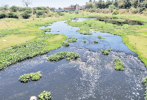 அடையாறு ஆற்றில் கழிவுநீர் கலப்பதால் தொற்றுநோய் பரவும் அபாயம்