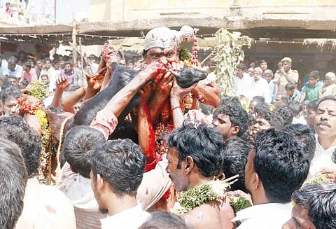 திருச்சி புத்தூர் குழுமாயி அம்மன் கோவிலில் குட்டி குடித்தல் நிகழ்ச்சி