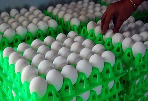 நாமக்கல் மண்டலத்தில் முட்டை விலை 10 காசுகள் சரிவு