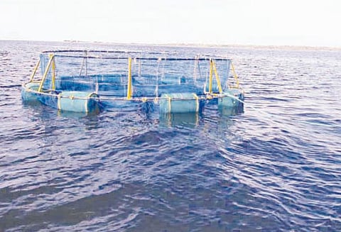 புதுக்கோட்டை மாவட்டத்தில் மீனவர்கள் வாழ்வாதாரத்திற்காக மீன் வளர்ப்பு கூண்டு அறிமுகம்