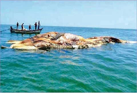 தொண்டியில் இறந்து அழுகிய நிலையில் கடலில் மிதந்த ராட்சத திமிங்கலம்