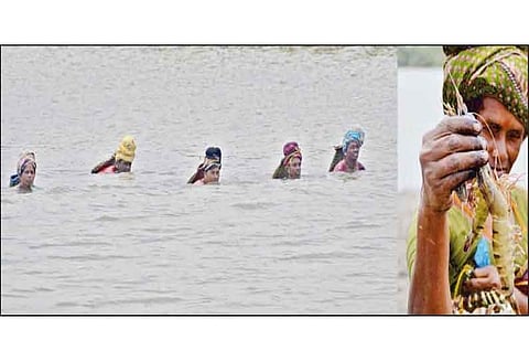 காரங்காடு, சேந்தனேந்தல் பகுதிகளில் கையால் இறால் பிடிக்கும் கிராம மக்கள்