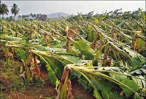 பவானிசாகர் அருகே பலத்த சூறாவளிக்காற்றுடன் மழை; ஆயிரக்கணக்கான வாழைகள் சாய்ந்தன