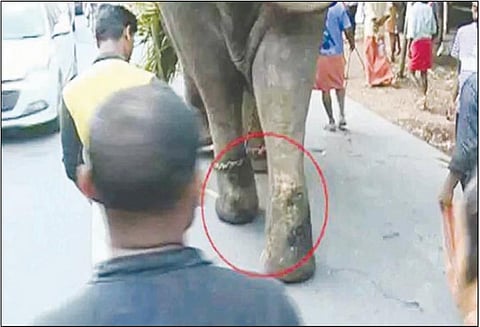 கோவில் ஊர்வலத்தில் காலில் காயம் இருந்த யானை அழைத்து வரப்பட்டதால் பக்தர்கள் அதிர்ச்சி