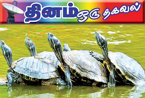 தினம் ஒரு தகவல் : ஆமைகளின் அழிவுக்கு காரணம்