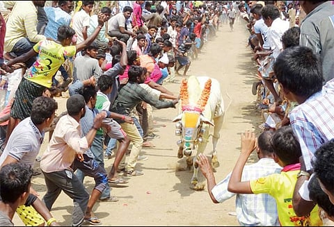 குடியாத்தம் அருகே காளைவிடும் திருவிழாவில் மாடுகள் முட்டியதில் 10 பேர் காயம்