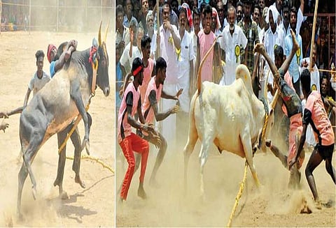 கோவில் திருவிழாவையொட்டி வடமாடு மஞ்சுவிரட்டு