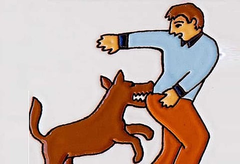 வெறிநாய் கடித்து சிறுவன் உள்பட 7 பேர் படுகாயம்