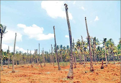 கம்பம் பள்ளத்தாக்கு பகுதிகளில் பட்டுப்போய் காட்சியளிக்கும் தென்னை மரங்கள்: விவசாயிகள் கவலை