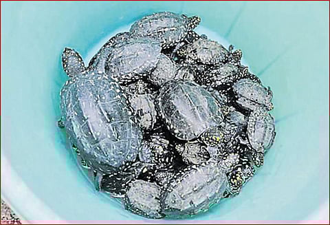 தங்கும் விடுதியில் 50 ஆமைகள் பறிமுதல் பீகார் வாலிபர் கைது