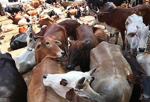 3 ஆண்டுகளுக்கு முன் காணாமல் போன பசுமாடு, காளை விடும் விழாவில் கிடைத்தது