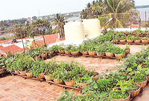 எளிதாக அமைக்கலாம் வீட்டுத்தோட்டம்