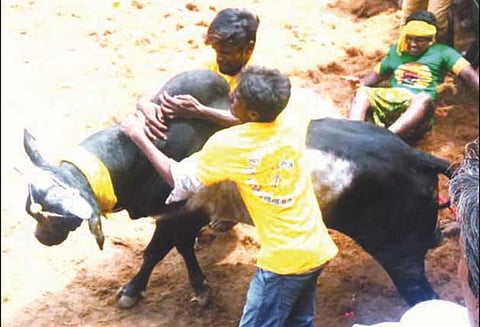 பாப்பான் விடுதியில் ஜல்லிக்கட்டு: காளைகள் முட்டியதில் 14 பேர் காயம்