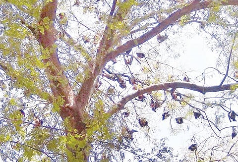 கோடியக்கரை வனவிலங்கு சரணாலயத்தில் மரத்தில், தலைகீழாக தொங்கும் பழந்தின்னி வவ்வால்கள்