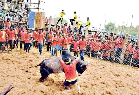 நத்தம் அருகே ஜல்லிக்கட்டு: சீறிப்பாய்ந்த காளைகள் முட்டியதில் 14 பேர் காயம்