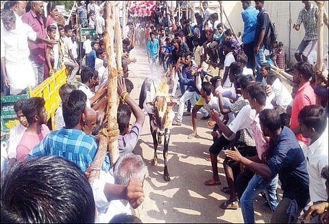 20 ஆண்டுகளுக்கு பிறகு நடந்த காளைவிடும் திருவிழா - மாடுகள் முட்டி 15 பேர் காயம்