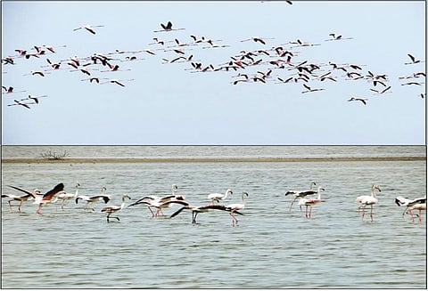 கோடியக்கரை சரணாலயத்திற்கு வெளிநாட்டு பறவைகளின் வருகை அதிகரிப்பு