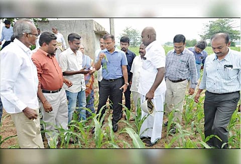 சொட்டுநீர் பாசன முறையில் கொய்யா சாகுபடி விவசாயிகளுக்கு கலெக்டர் அறிவுரை