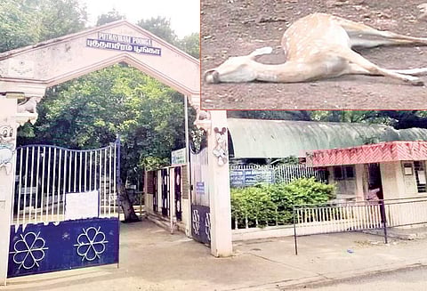 திருச்சி அருகே பாய்லர்ஆலை பூங்காவில் 30 மான்கள் மர்மசாவு காரணம் என்ன? வனத்துறையினர் விசாரணை