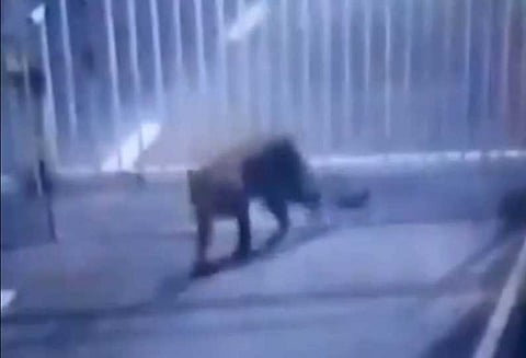 குஜராத் தலைமை செயலகத்திற்குள் புகுந்த சிறுத்தை புலியால் பரபரப்பு